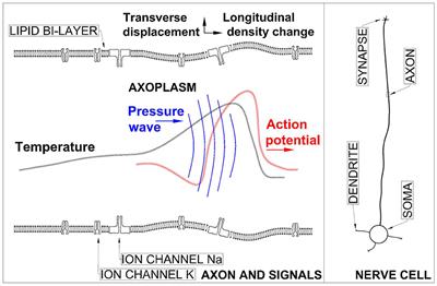 On mathematical modeling of the propagation of a wave ensemble within an individual axon